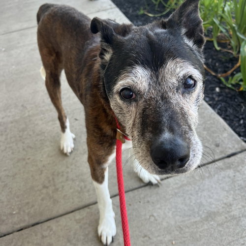 Pound Dog-Tyson #10523 Courtesy Listing, an adoptable Shepherd in Rootstown, OH