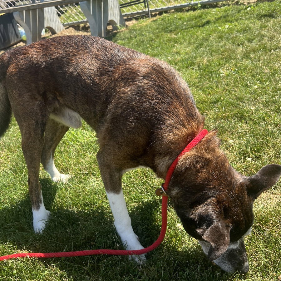 Pound Dog-Tyson #10523 Courtesy Listing
