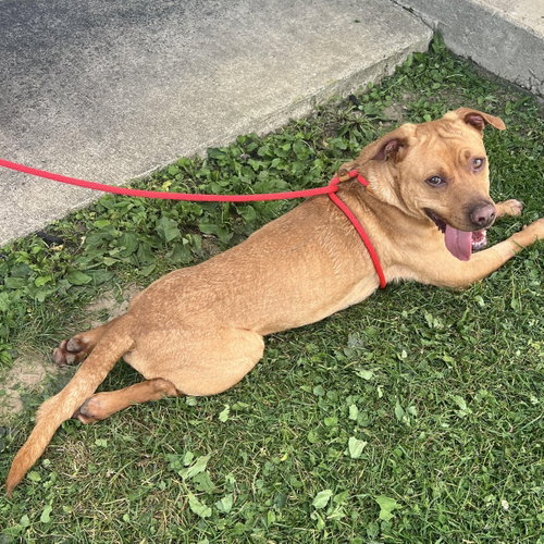 Pound Dog-Red #190518 Courtesy Listing