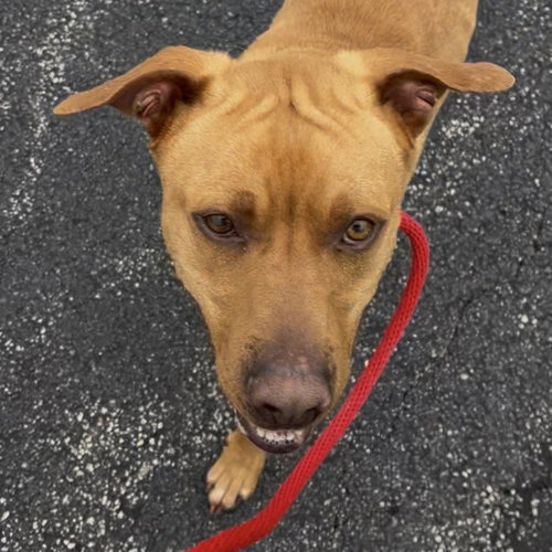 Pound Dog-Red #190518 Courtesy Listing photo 3