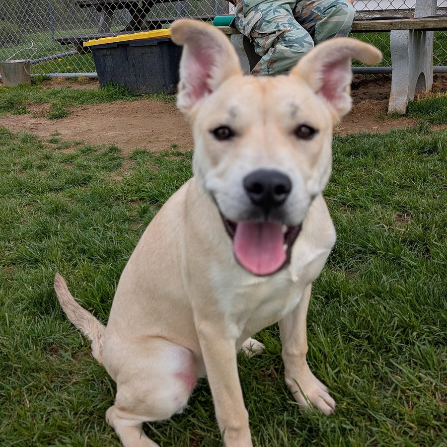 Pound Dog-Lucy #189277 Courtesy Listing