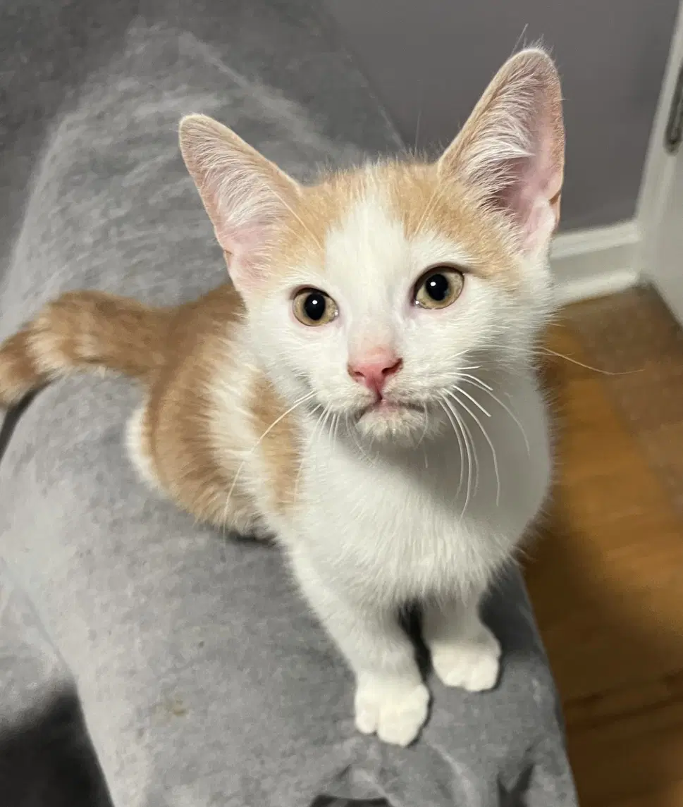 Ralphie - Domestic Short Hair