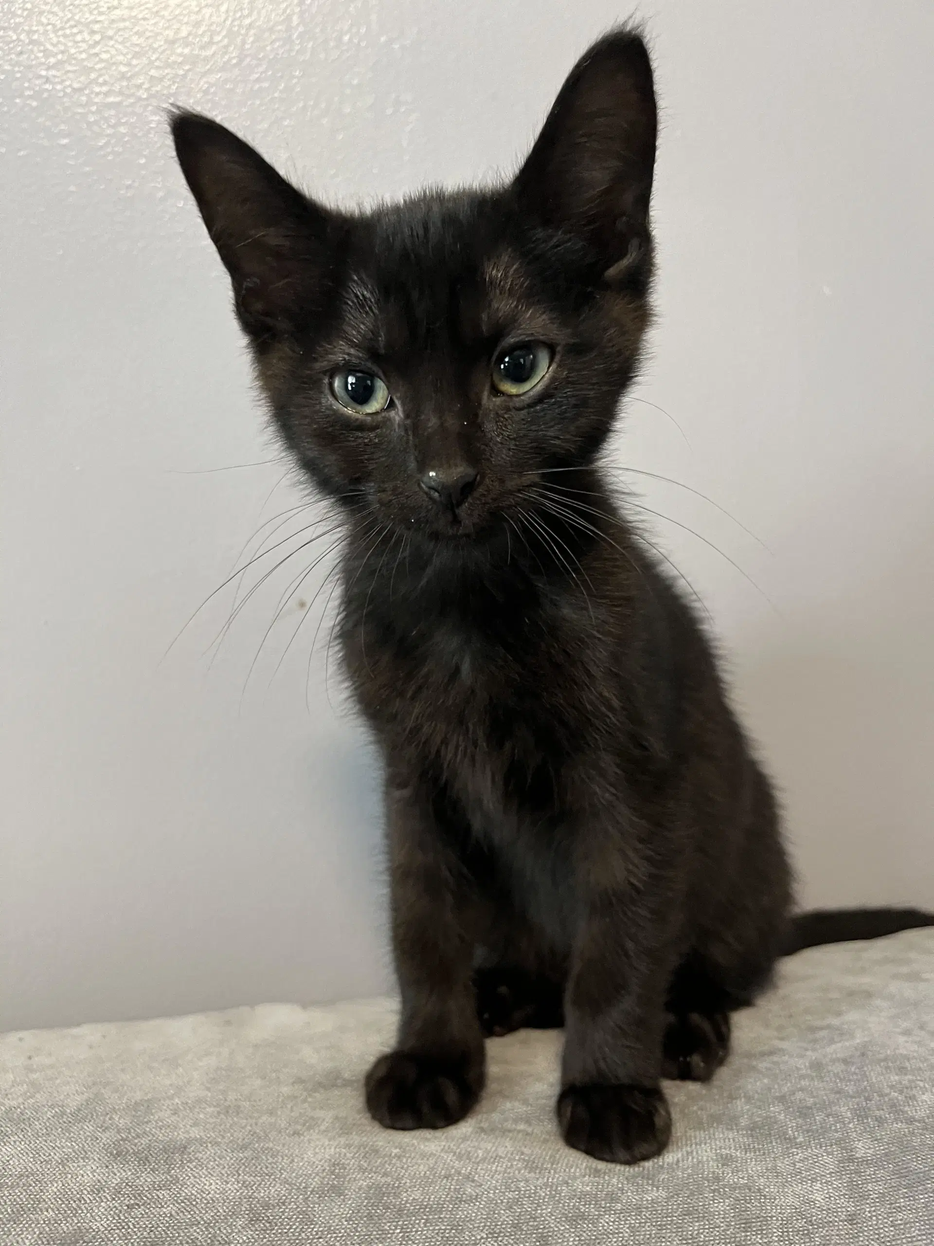 Silas - Domestic Short Hair