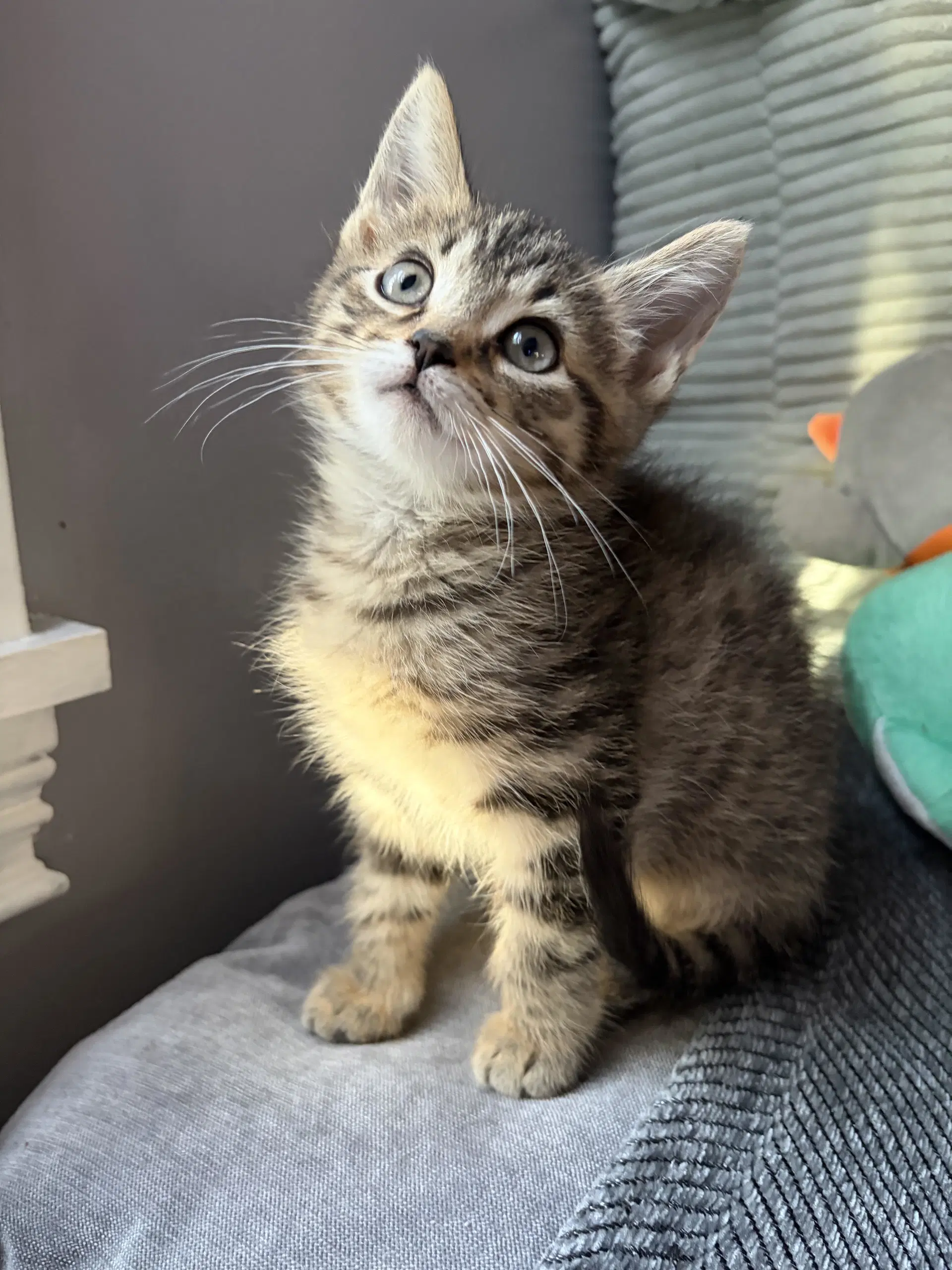 Ophelia - Domestic Short Hair