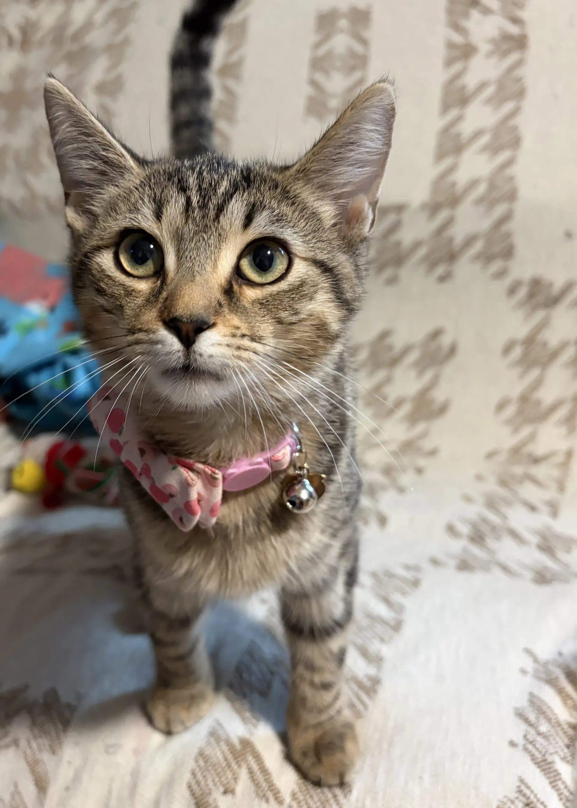 Ophelia - Domestic Short Hair