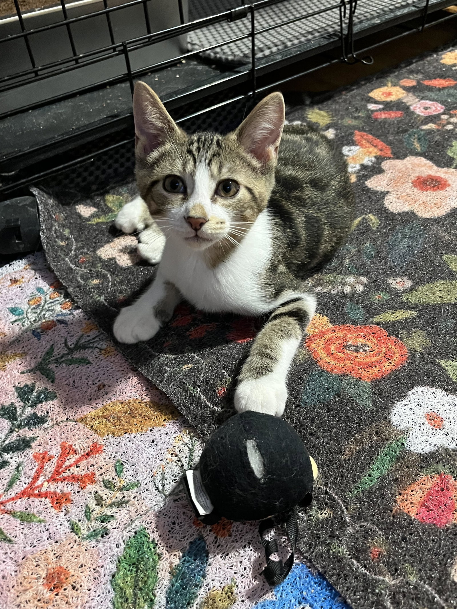 Linus, photo 5