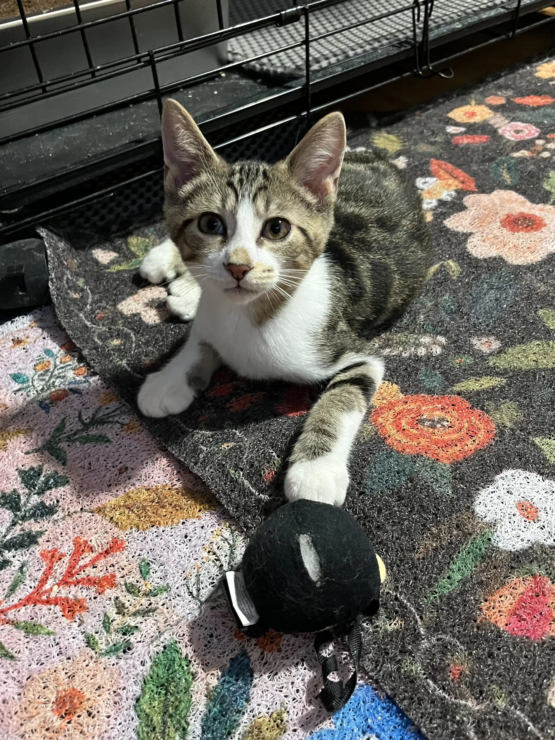 Linus - Domestic Short Hair