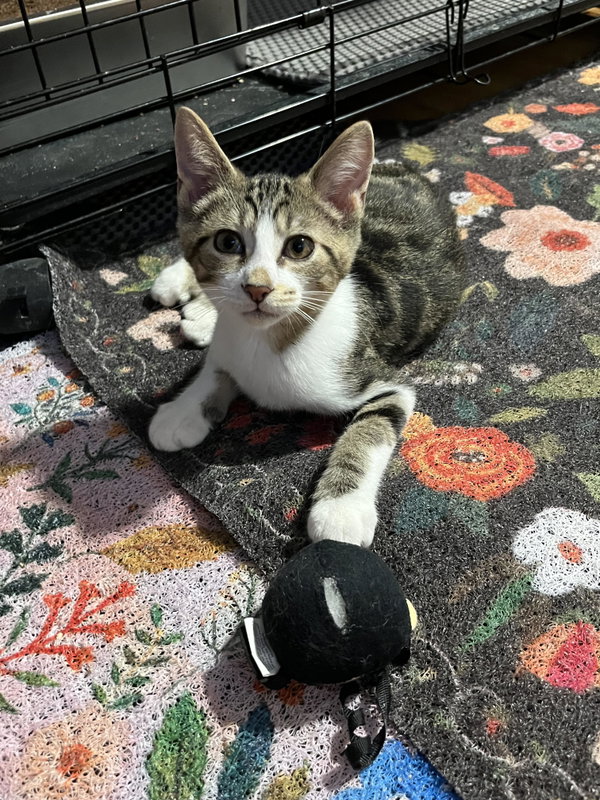 Linus