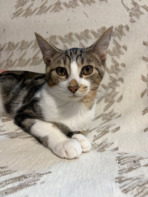 Linus, a cat for adoption from Rose's Rescue
