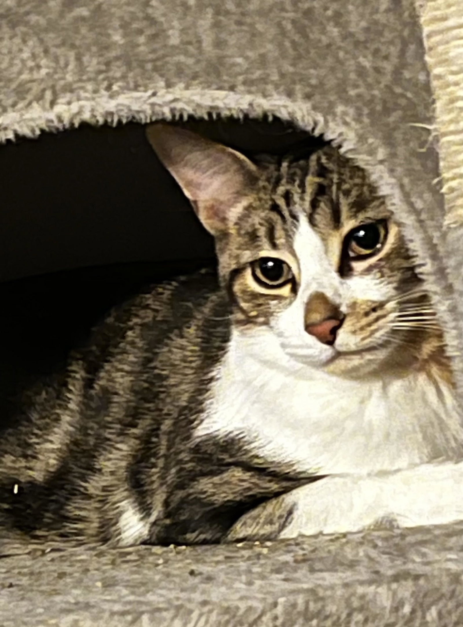 Linus, photo 2