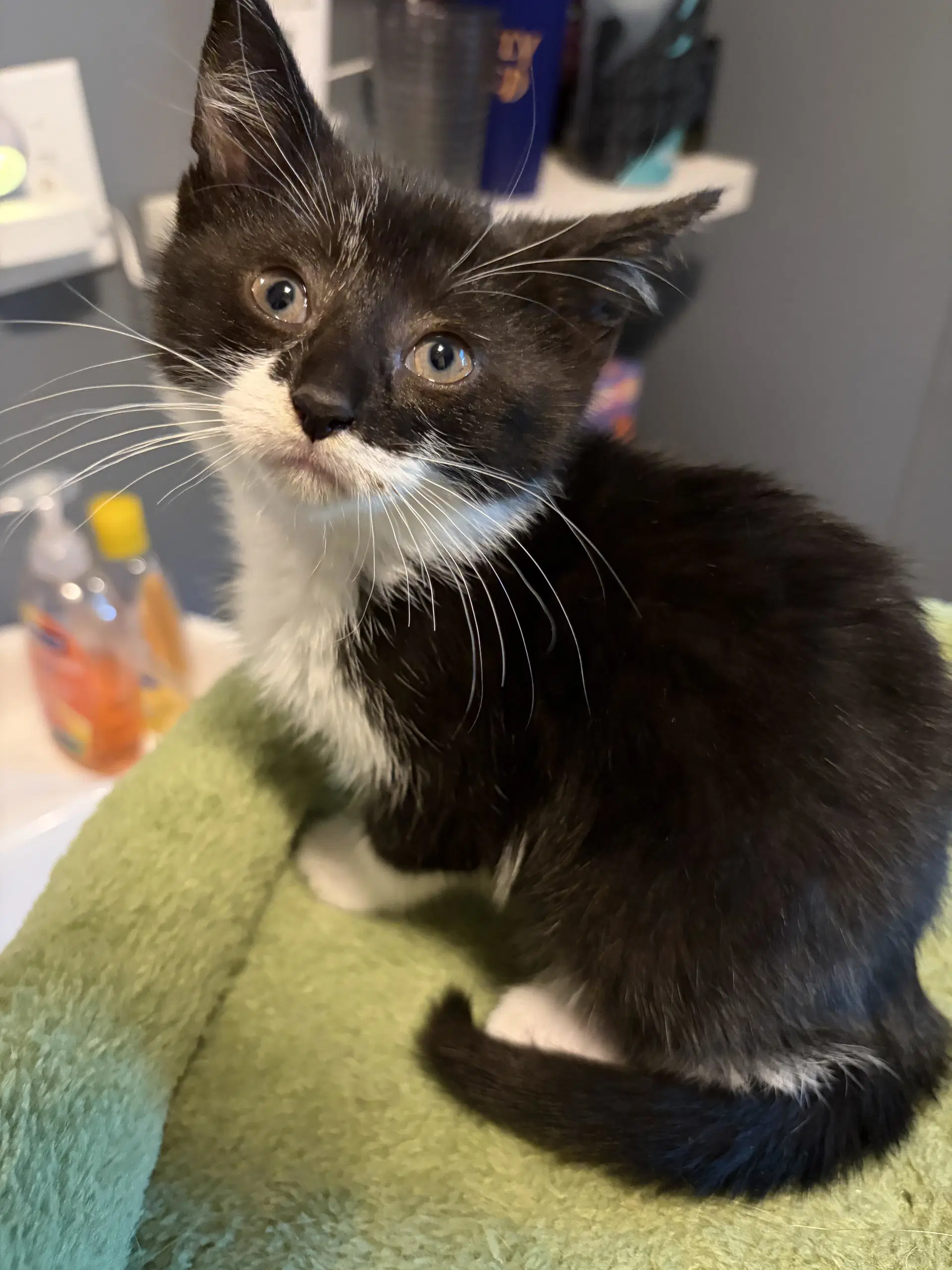 Lucy - Domestic Short Hair
