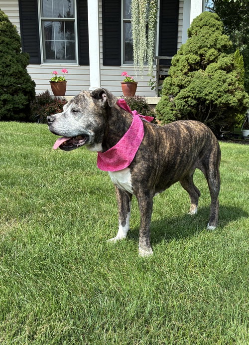 Nyla-SWEET SENIOR IN NEED, photo 3