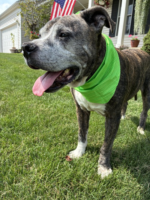 Nyla-SWEET SENIOR IN NEED, photo 4