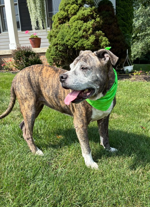 Nyla-SWEET SENIOR IN NEED, photo 5