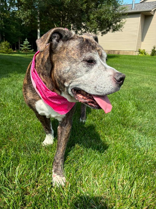Nyla-SWEET SENIOR IN NEED, photo 6