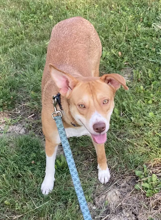 Maya-The Timid Girl - Red Heeler