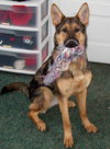 Mia - the Shepherd