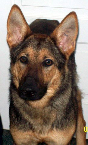 Mia - the Shepherd