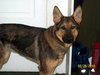 Mia - the Shepherd