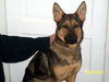 Mia - the Shepherd