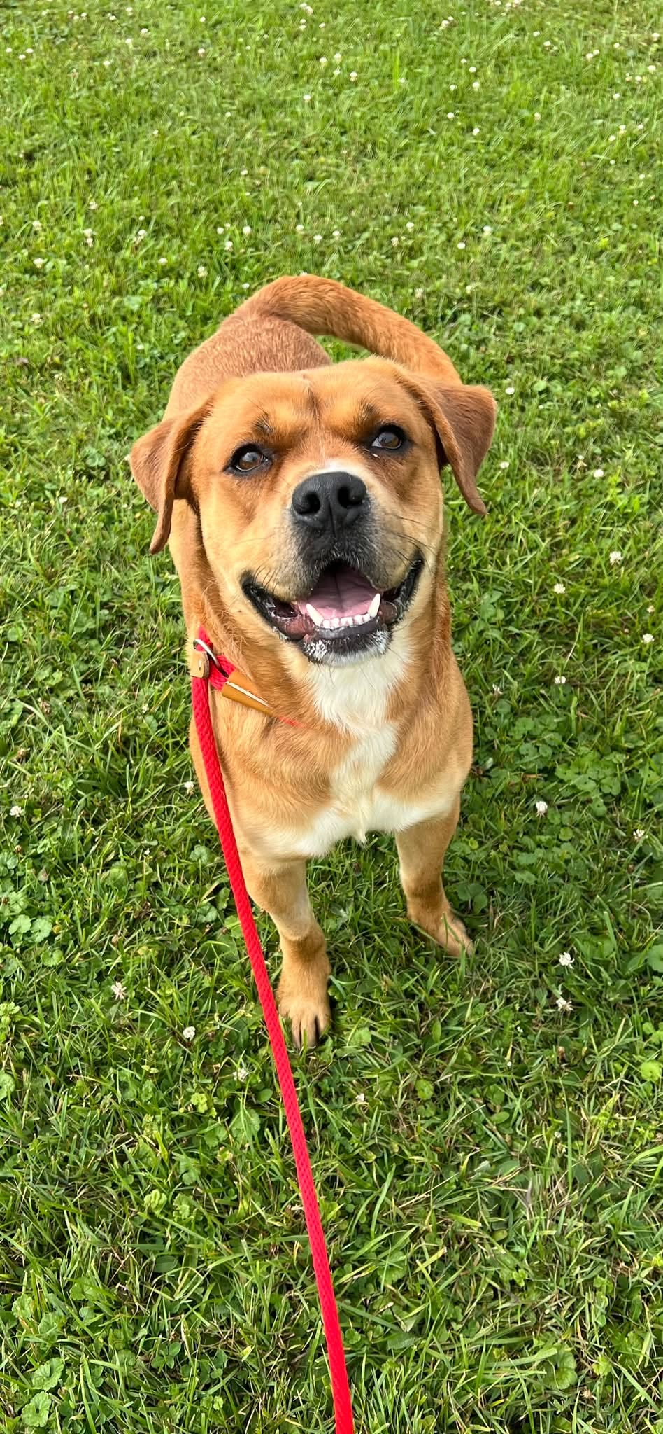Pound Dog-Otis -Courtesy Listing - Boxer