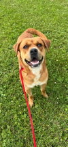 Pound Dog-Otis #190694-Courtesy Listing