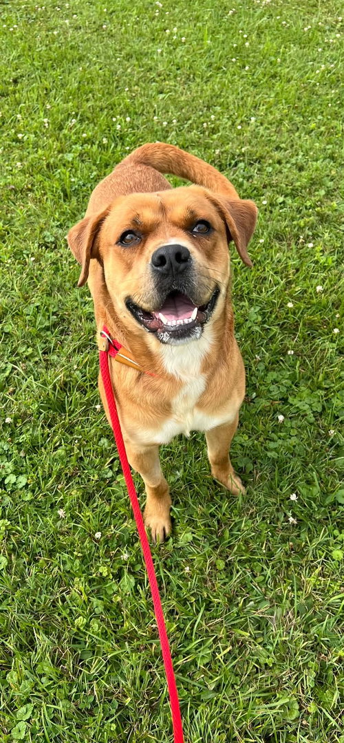 Pound Dog-Otis #190694-Courtesy Listing, a dog for adoption from Rose's Rescue