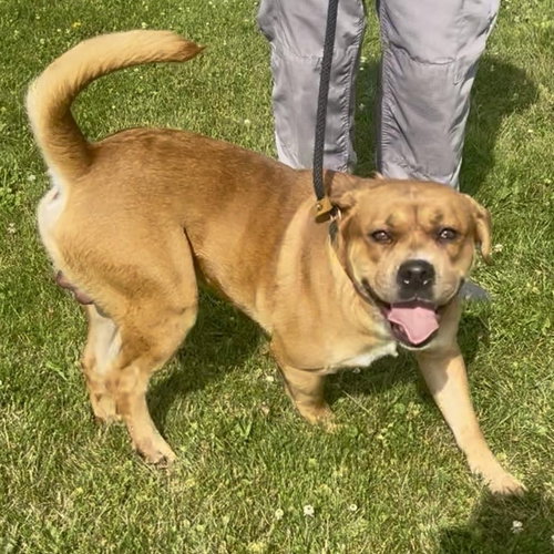 Photo 2 of Pound Dog-Otis #190694-Courtesy Listing