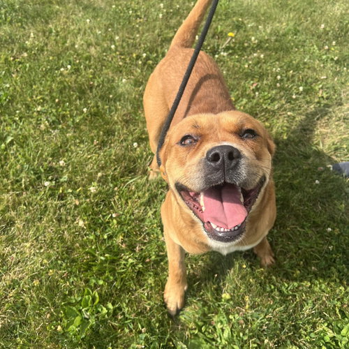 Photo 3 of Pound Dog-Otis #190694-Courtesy Listing