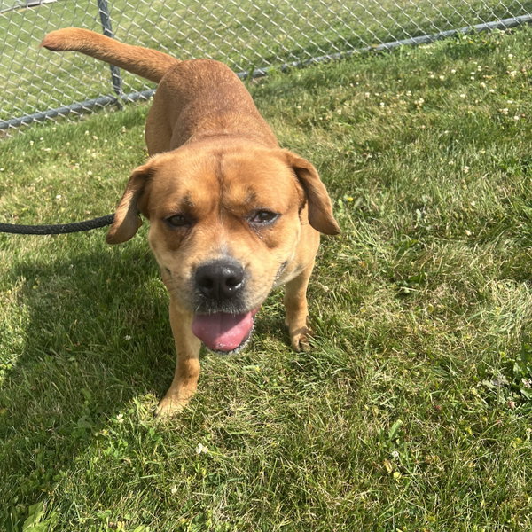 Pound Dog-Otis #190694-Courtesy Listing