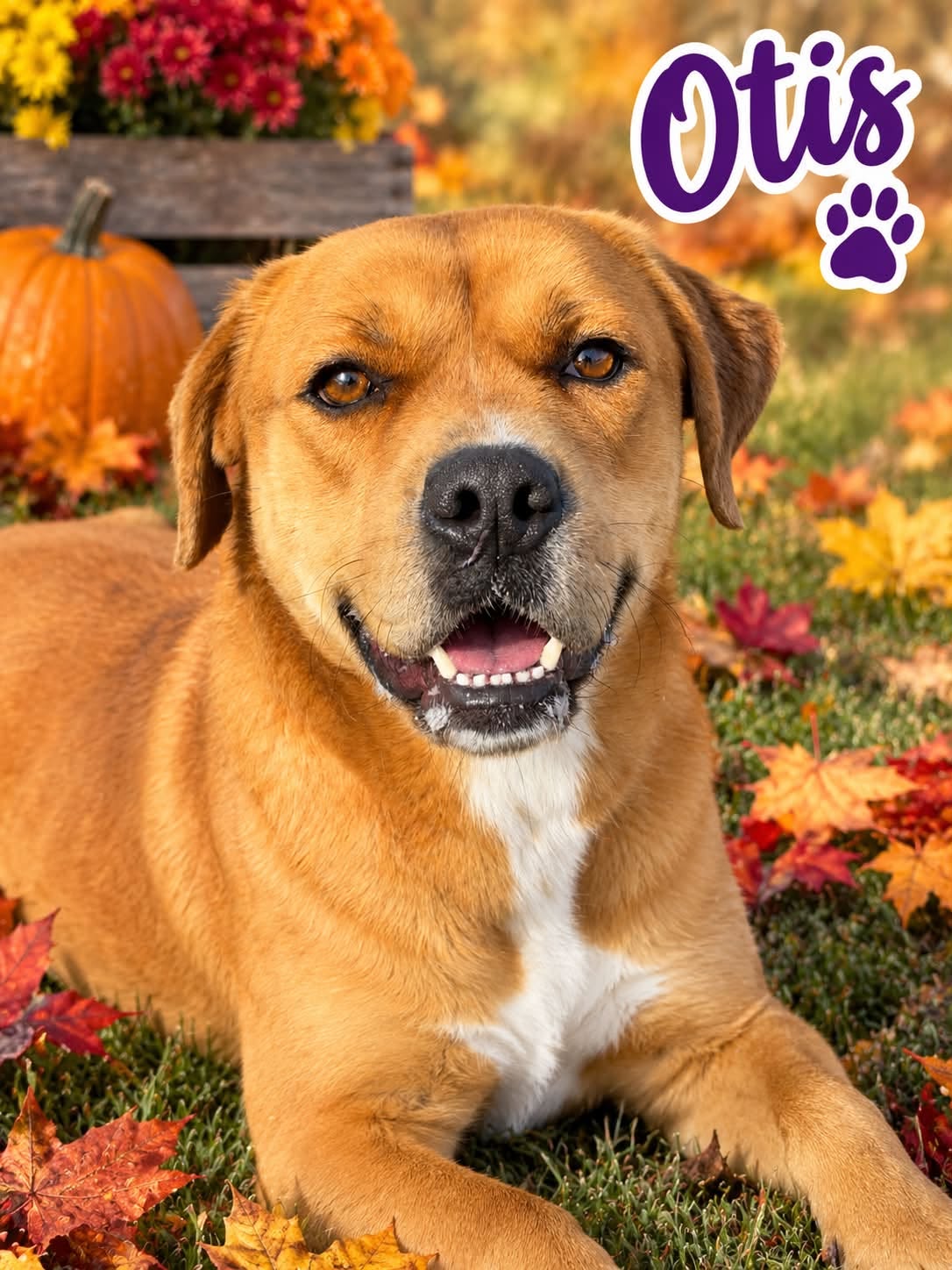 Pound Dog-Otis #190694-Courtesy Listing