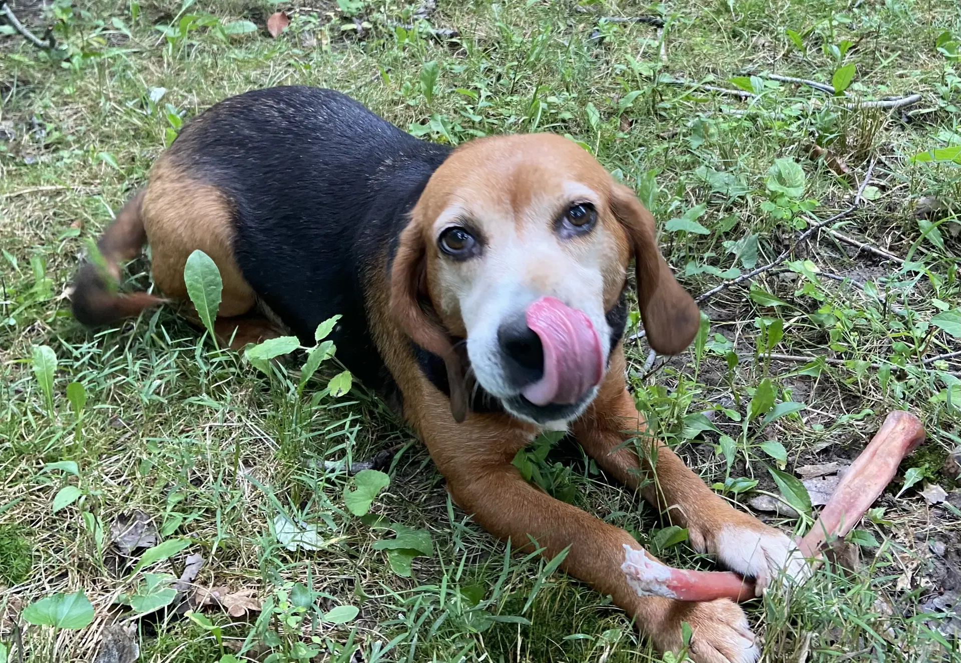Annie-Beagle Girl - Beagle