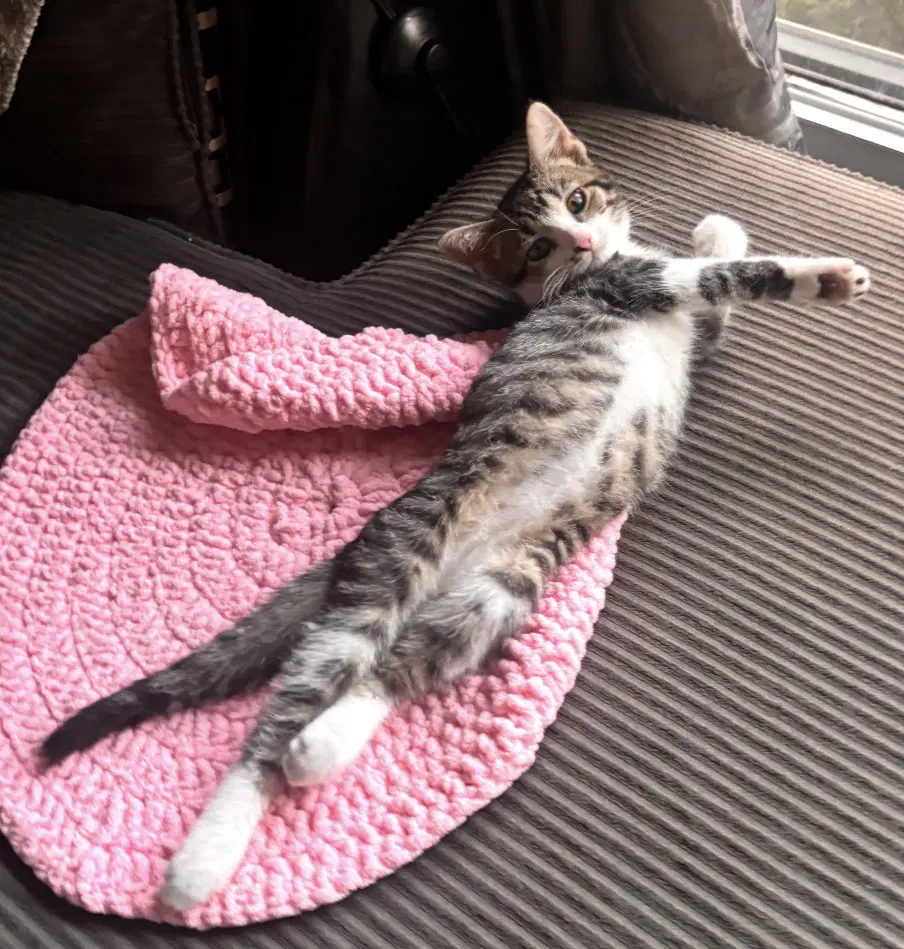 Mickey - Domestic Short Hair