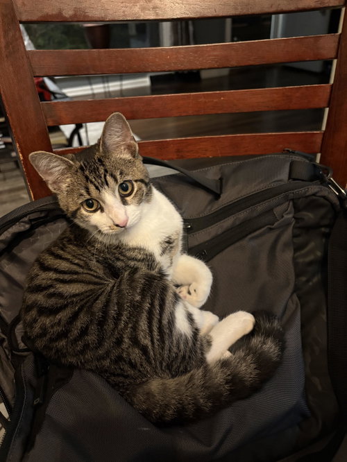 Mickey, a cat for adoption from Rose's Rescue