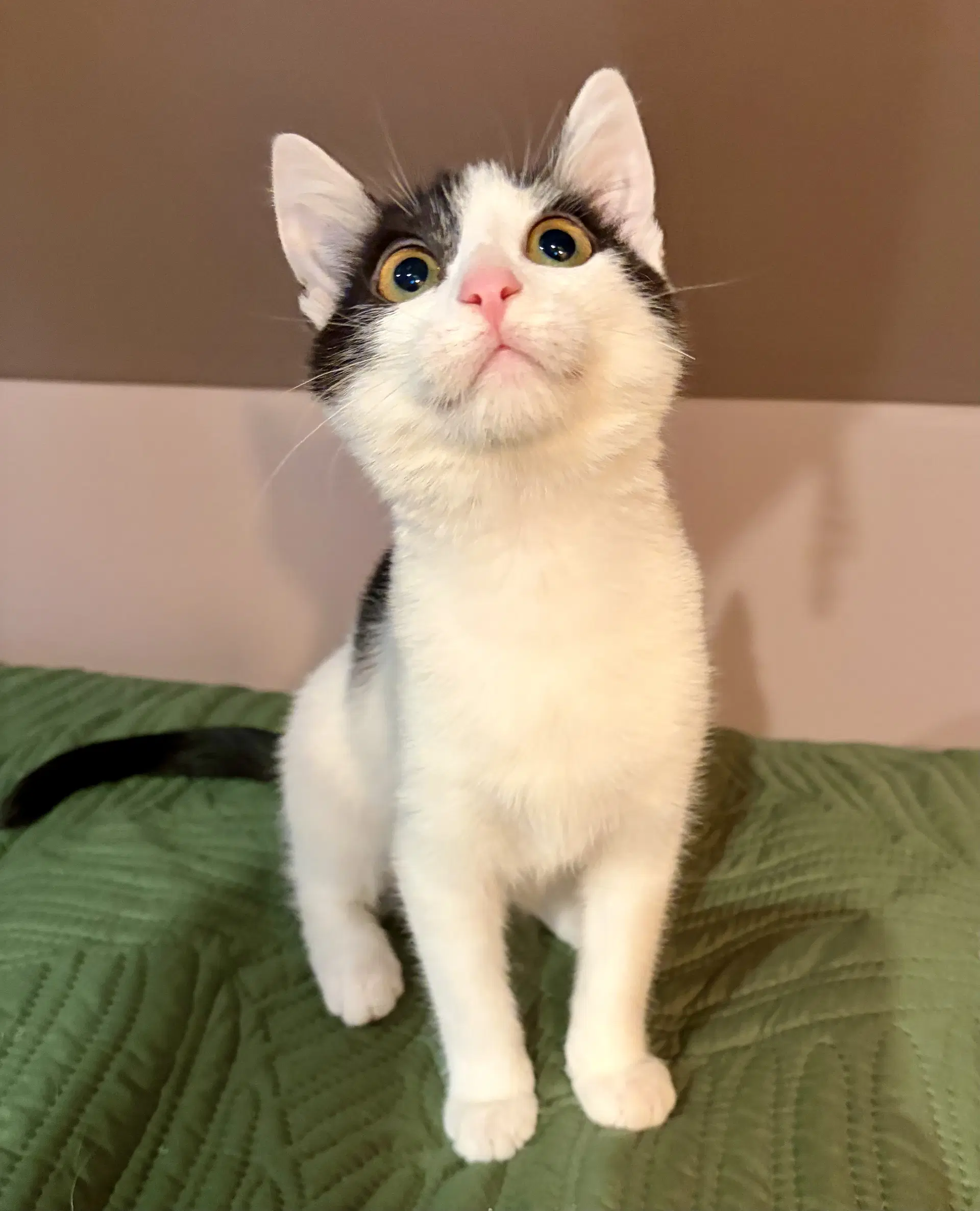 Mira - Domestic Short Hair