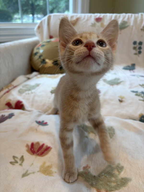 Louie
