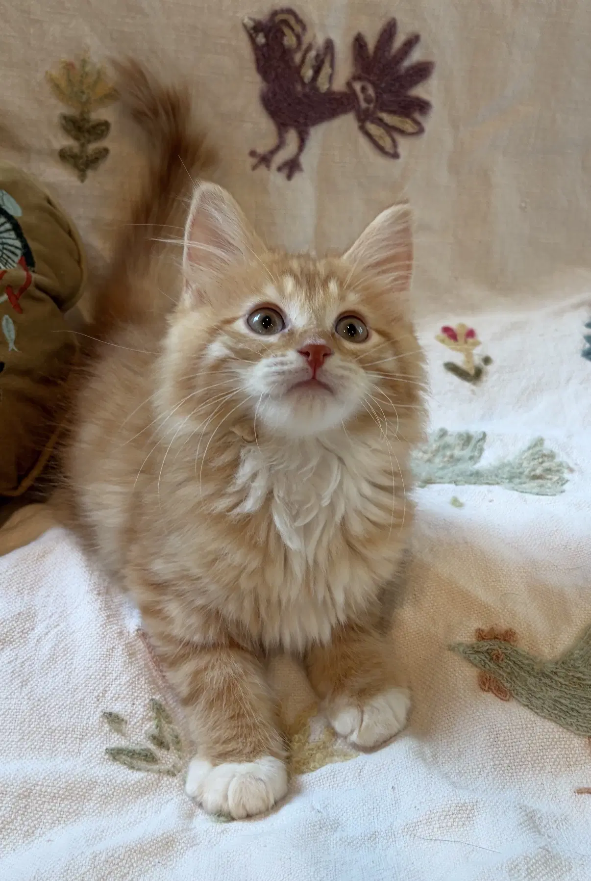 Ollie - Domestic Medium Hair