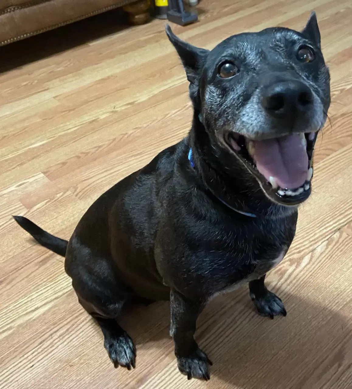 Trixie - Cattle Dog
