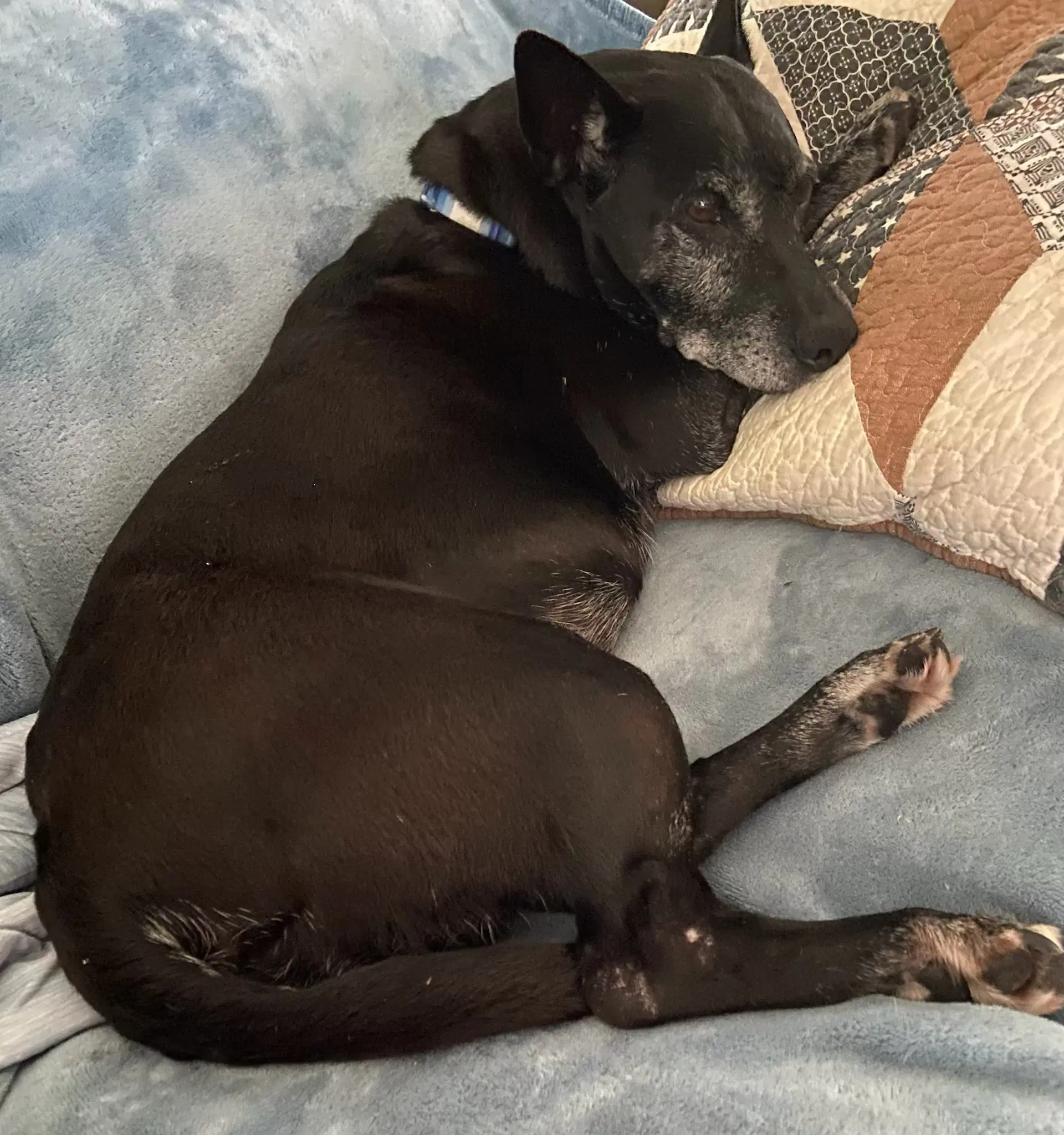 Trixie image 3