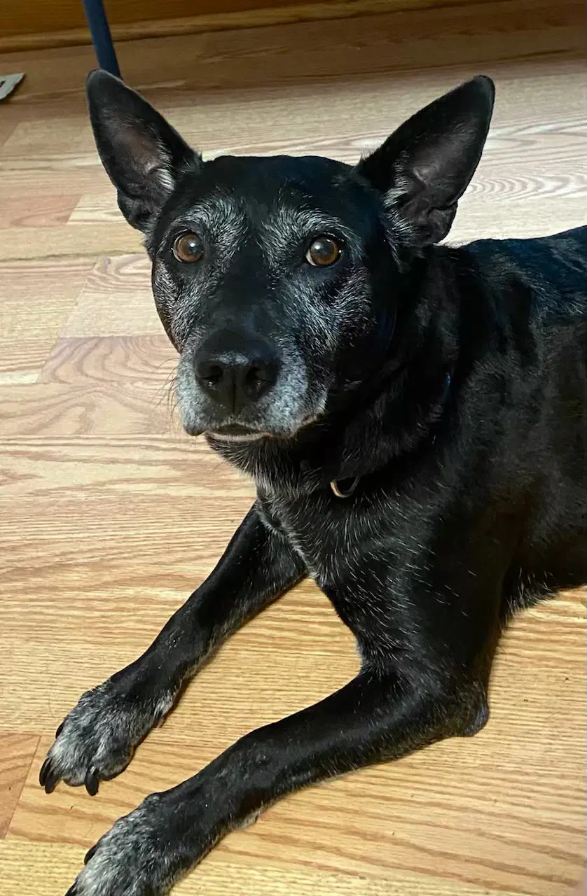 Trixie image 4