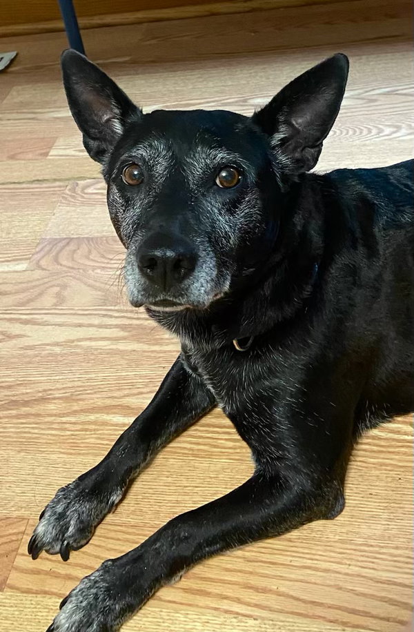 *Trixie - HEARTWORM POSITIVE