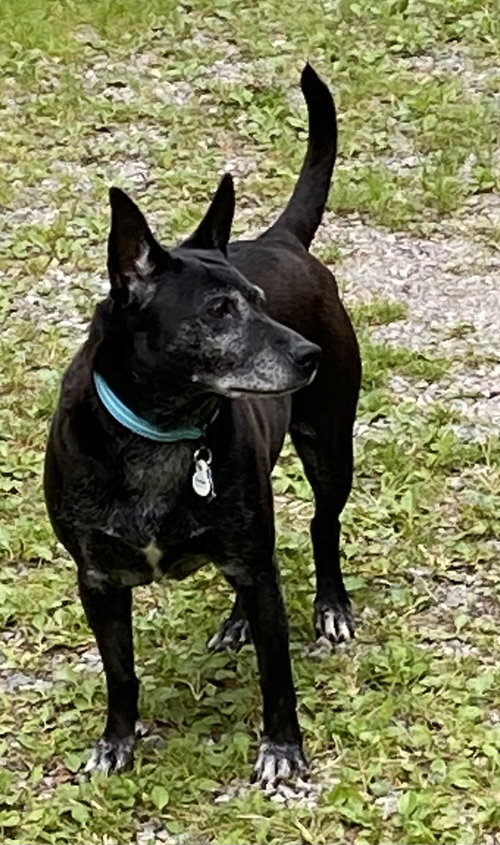 Photo 2 of Trixie