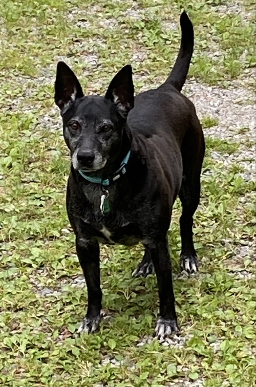 Trixie, a dog for adoption from Rose's Rescue