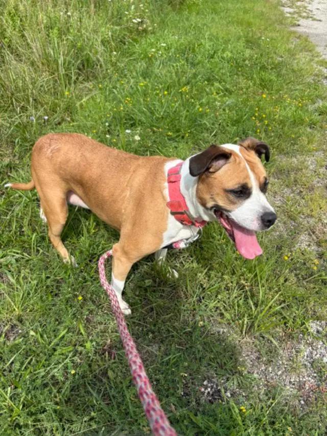 Lilliana - Courtesy Listing - Terrier
