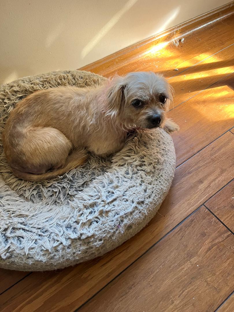 Freya, Terrier