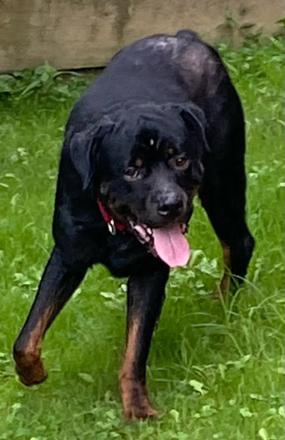 Ace - Ball Tossing Is My Thing - Rottweiler