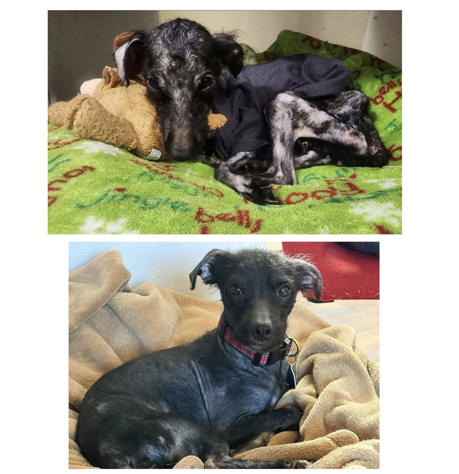 Bobby: Miracle Boy!, Terrier