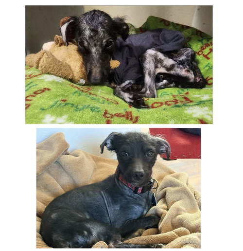 Bobby: Miracle Boy!, a dog for adoption from Rose's Rescue
