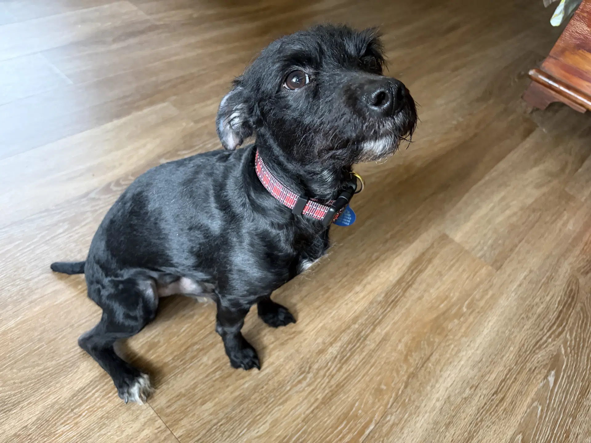 Bobby Miracle Boy - Patterdale Terrier (Fell Terrier)