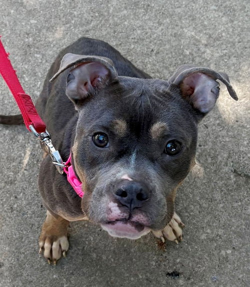 Dolly, a dog for adoption from Rose's Rescue